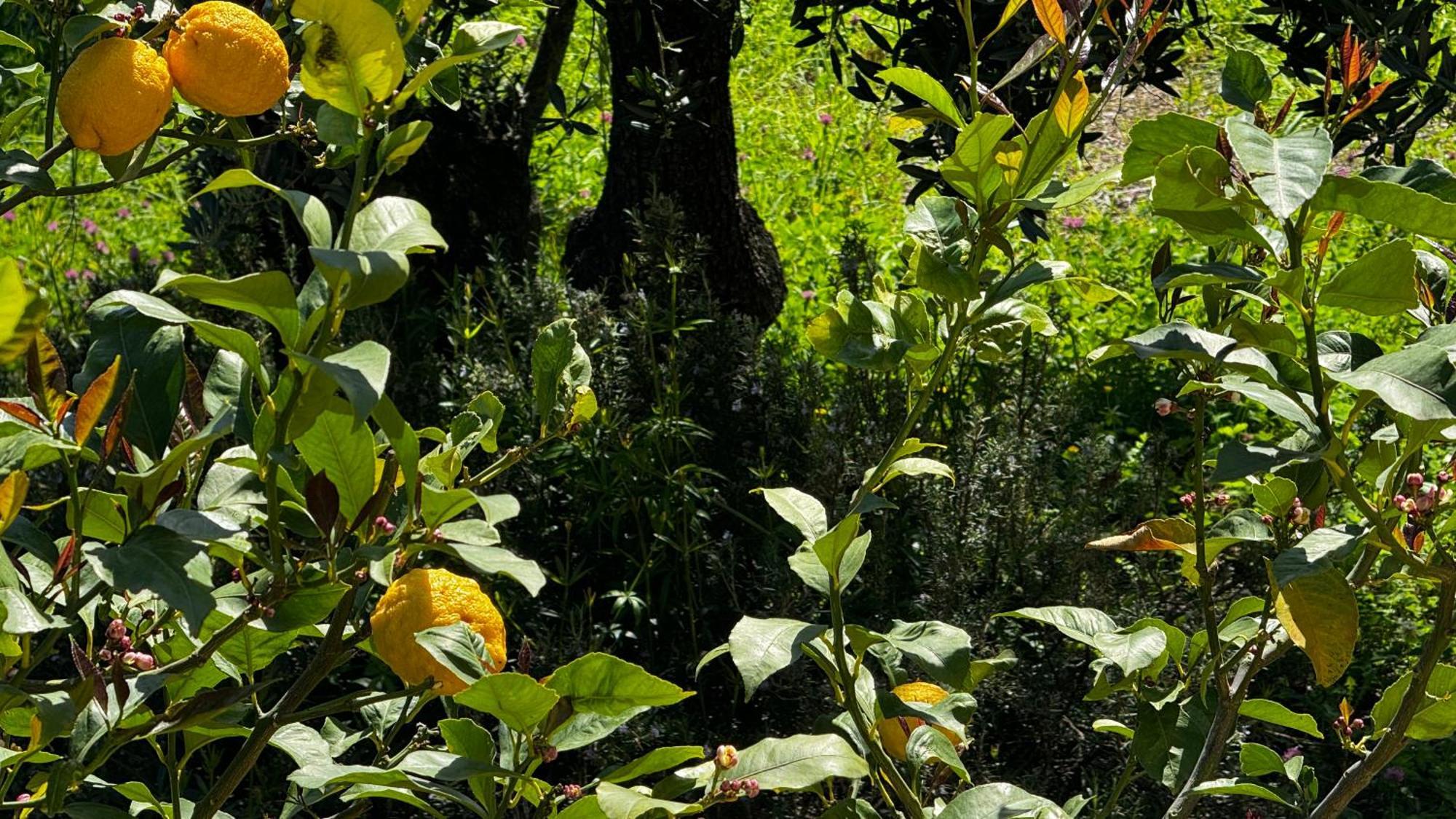 Villa Teresina Noli Dış mekan fotoğraf